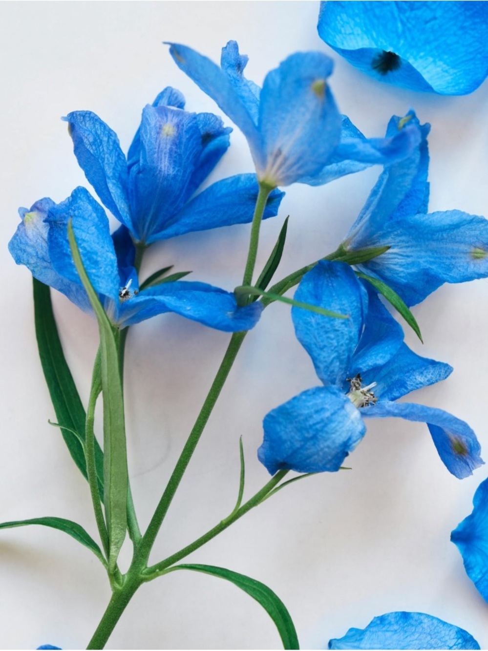 Delphinium Stem    not for sale